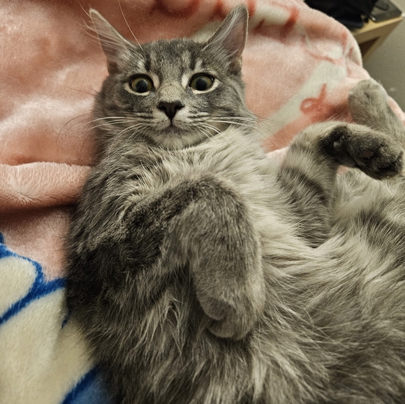 Meet your Posher, Evelynn - Picture 1 of 1